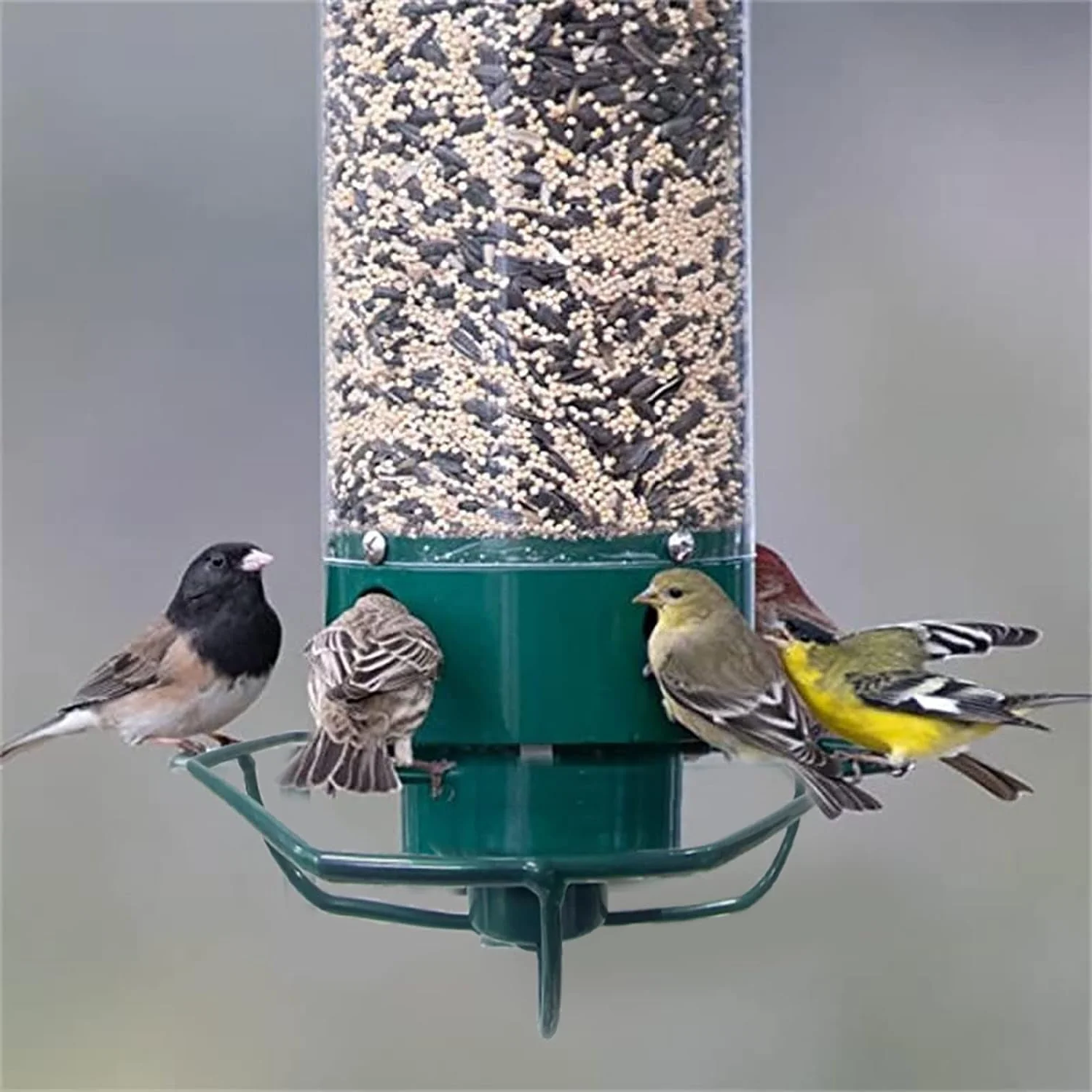 Eekhoornbestendige vogelvoeder | Stevige constructie met vier voederpoorten 6