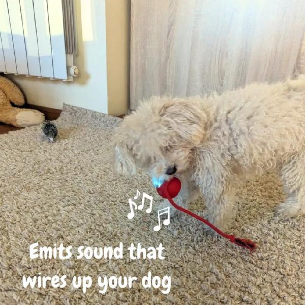 Navando | Interactieve Zelfrollende Speelbal Voor Honden