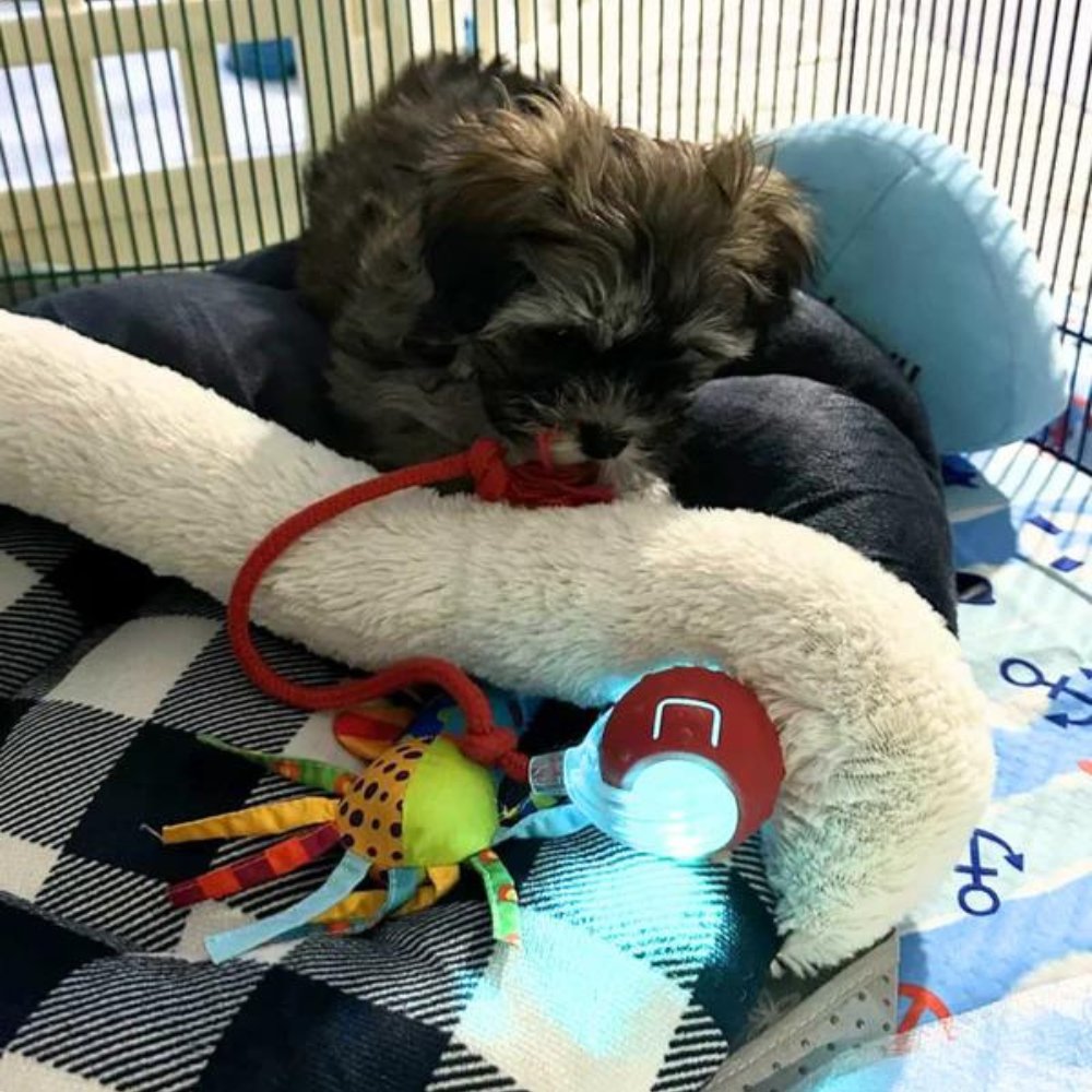 Navando | Interactieve Zelfrollende Speelbal Voor Honden