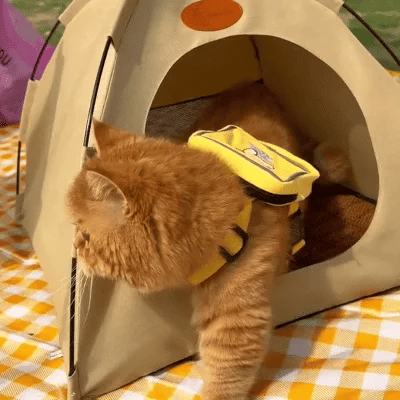Opvouwbare Compacte Kattentent | Navando