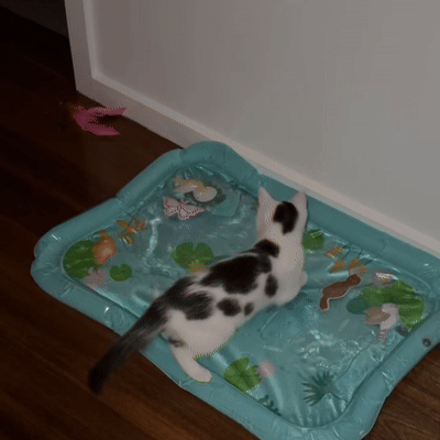 Sensorische Watermat Voor Katten | Navando 