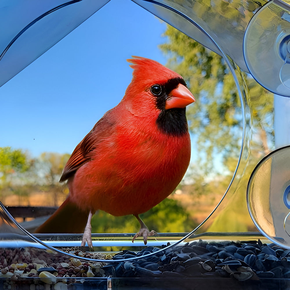 TrayHaven | Transparante vogelvoederbak met zuignapbevestiging 2