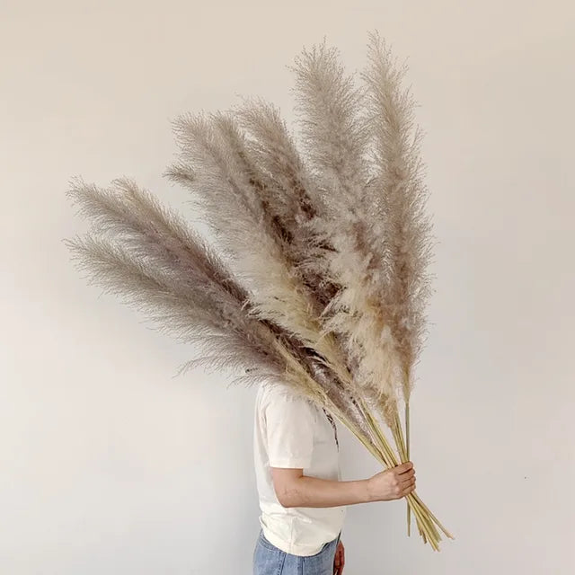 Jonathan | Gedroogde pampaspluimen, natuurlijke decoratie - Natuurlijk